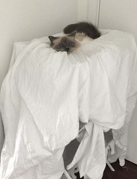 Recommend me a cat bed!
