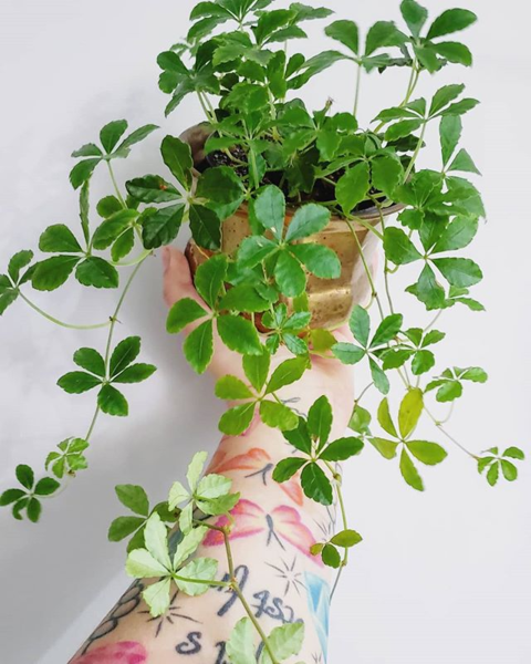 Your favourite houseplant