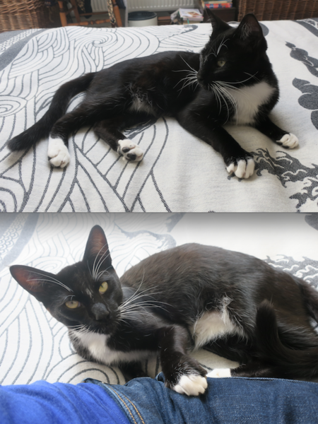 My cat drowned in neighbours pond - I'm heartbroken