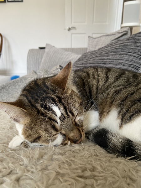 Can cats sense you're pregnant?