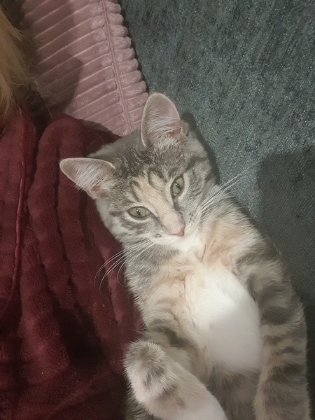 What colour is my kitten