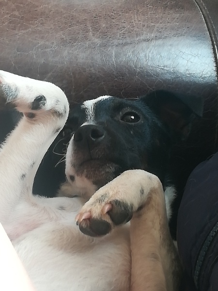 Talk to me about Jack Russells