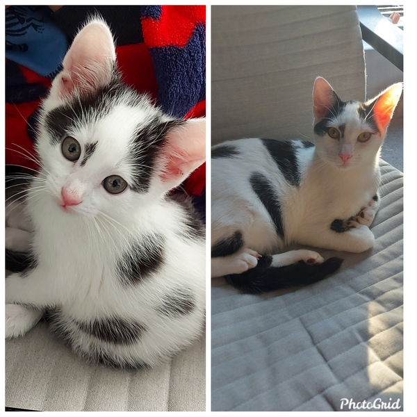 Can we have a ‘I love my beautiful cats’ thread?!