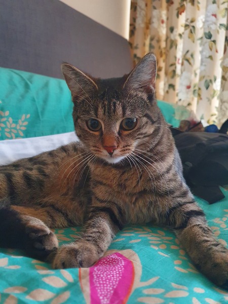 Possible FeLV or Feline Asthma,  very worried about my little cat!