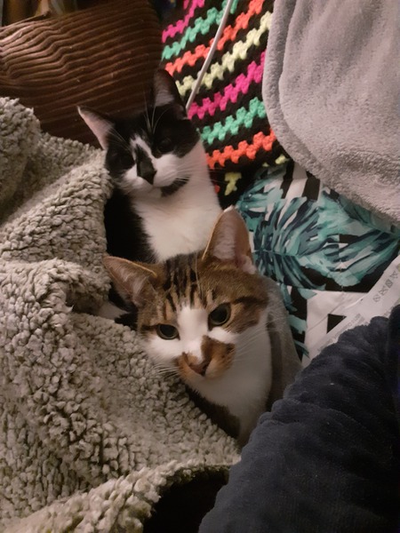Beautiful pussies