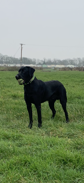Puppy Survival Thread: surviving into 2022