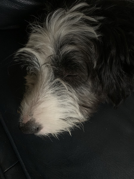Puppy survival thread. Nov. Read this and buy a hamster instead