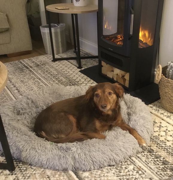 Anyone ever wonder what their rescue pets life was like before?