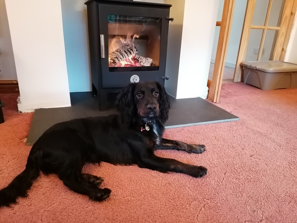 Talk to me about Cocker Spaniels...