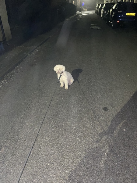 Bichon frise/shih tzu or lhasa apso?