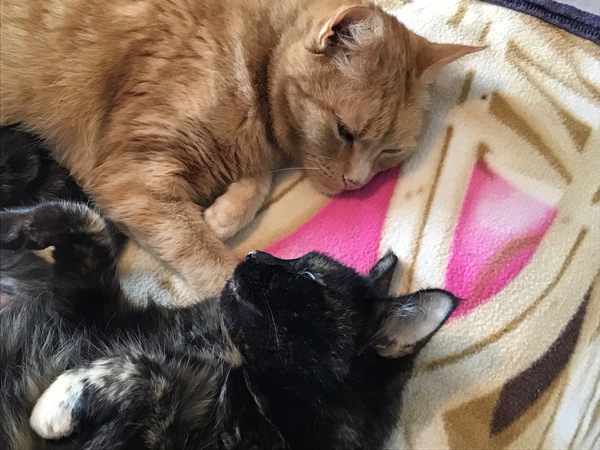 Can we have a ‘I love my beautiful cats’ thread?!