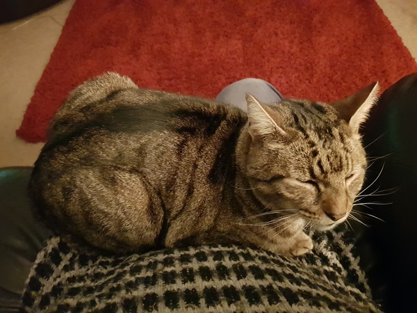 Thug cat part 4.  After all, it's not my Axminster.