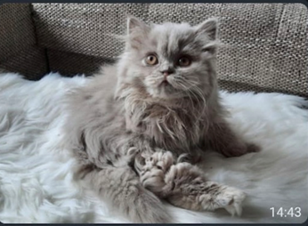 New fluffy kitten needs a name, photo!