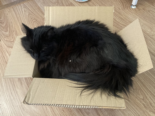 Can we have a ‘I love my beautiful cats’ thread?!