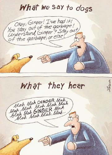 Talking away at your dog - is it counterproductive?