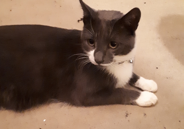 Can we have a ‘I love my beautiful cats’ thread?!
