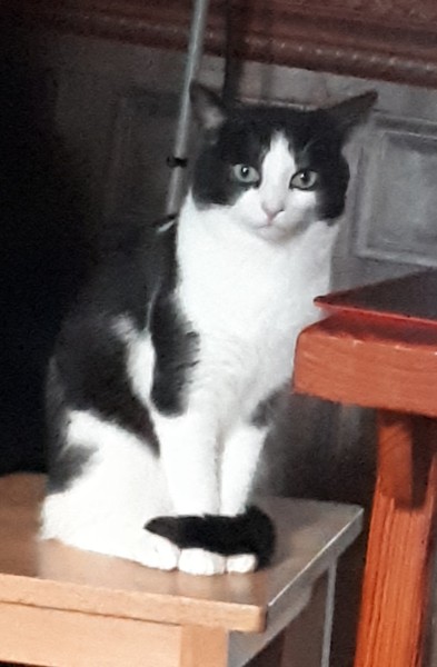 Just had to leave my cat at the vets