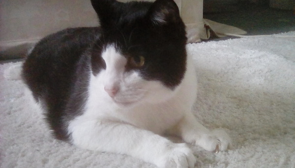 Show me your cats 🐈 😃