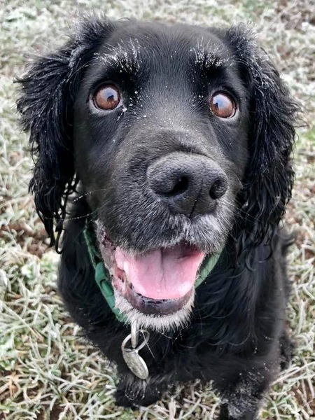 Talk to me about Cocker Spaniels...