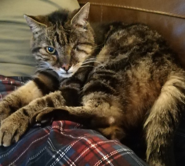 What's your cat up to?
