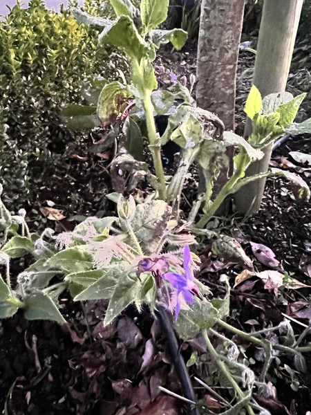 Some plant ID-ing help, please.