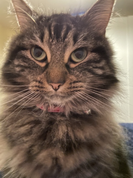 Ollie, Paws, friends and family