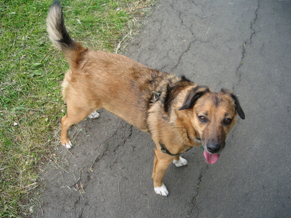 I miss old fashioned mongrels.