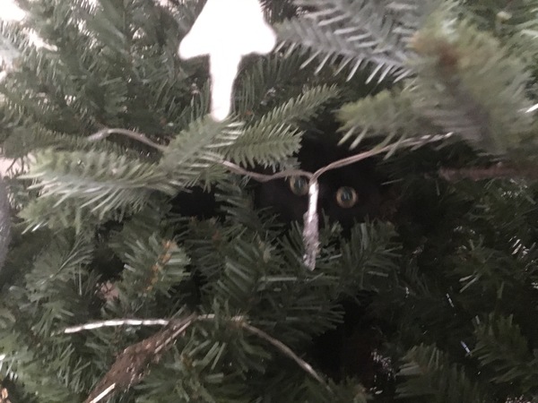 Kittens/Cats and Christmas Trees