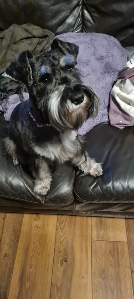 Argh! Going crazy - help me pick a breed