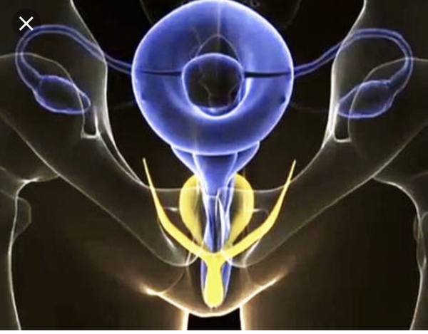 If born male you biologically stay male until you die? Yes?