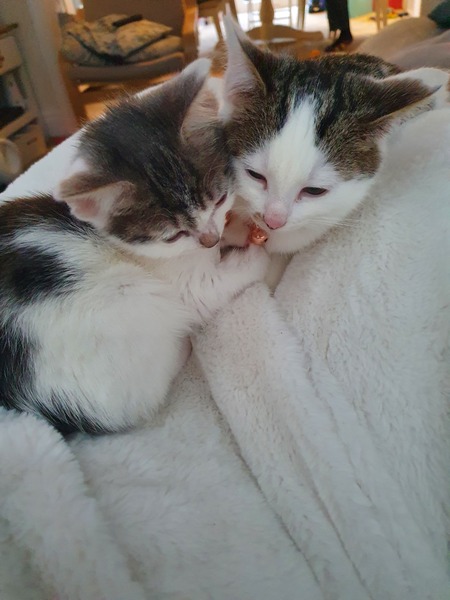 Runt of the litter probs, and sister who can't be picked up! Help!