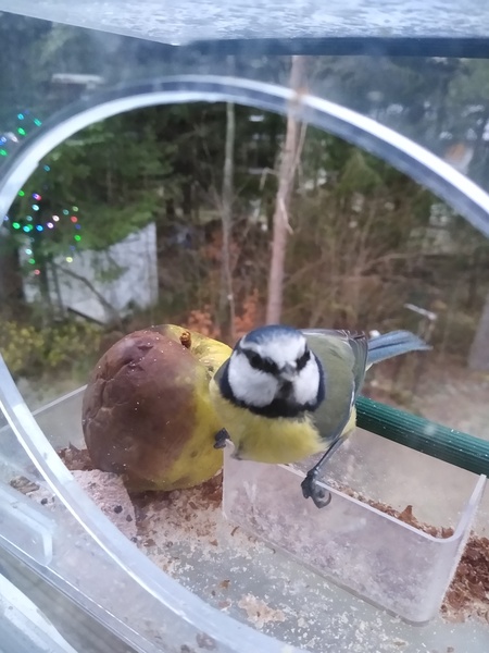 A nice thread about garden birds. What comes to your garden? Do you feed them? What food you put out? 🐦