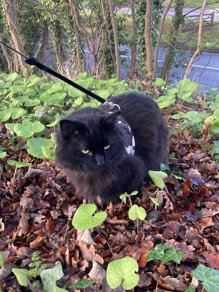 Show me your cats 🐈 😃