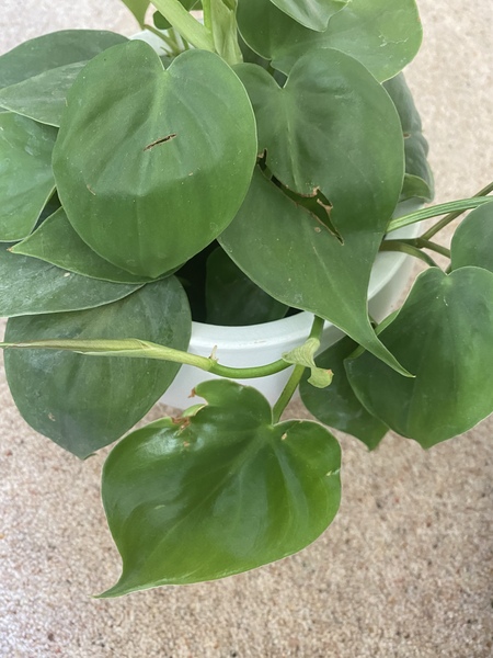 What is going on with this philodendron?