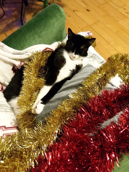 Can we have a ‘I love my beautiful cats’ thread?!