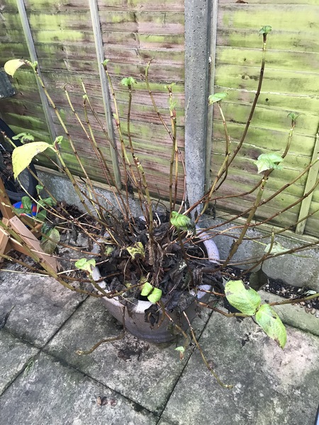 Hydrangea advice please
