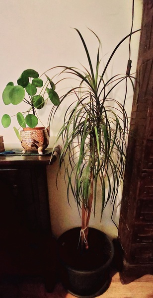 Your favourite houseplant