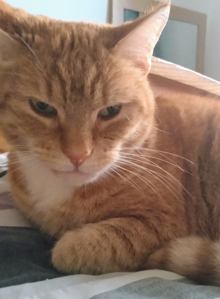 Neighbours cat has taken a liking to my bed...