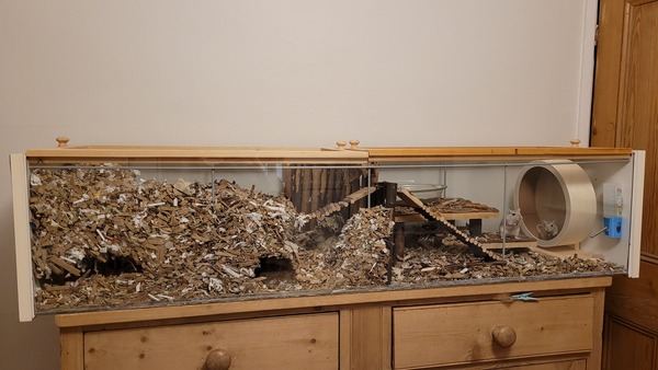 Best hamster cage ideas