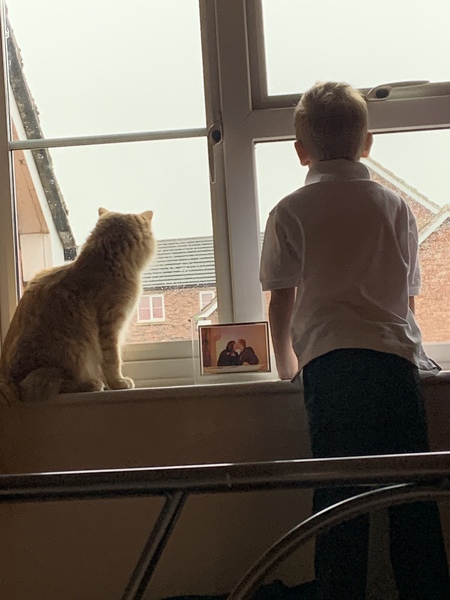 I need your photos of cats looking out of windows.  And I need them now!