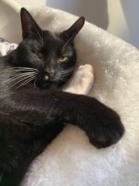 Can we have a ‘I love my beautiful cats’ thread?!