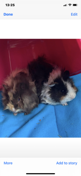 What a fat pig! [photo]