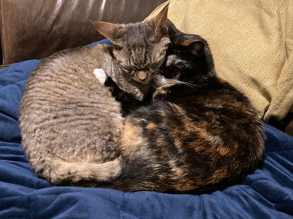 Can we have a ‘I love my beautiful cats’ thread?!