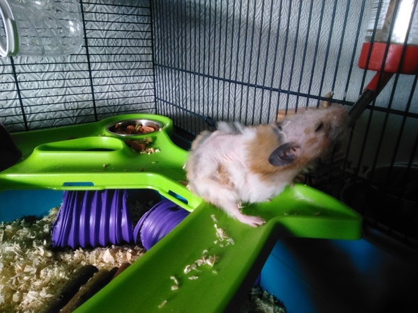 Hammy losing hair...