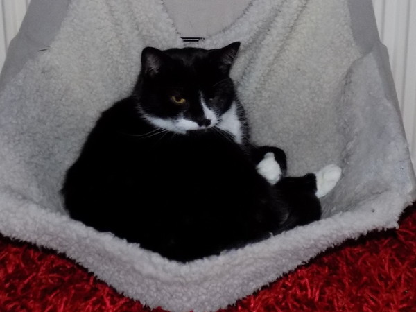 Please share with me!! Pics of your cats and their funniest little quirks!