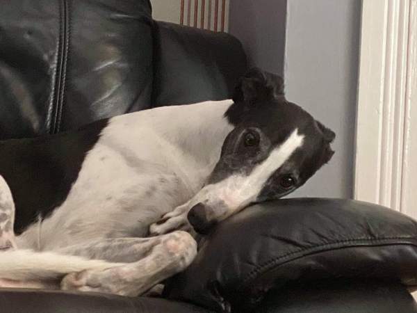 Italian Greyhound