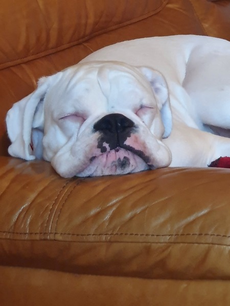 What dog am I? (Lighthearted)