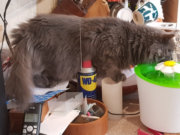 Chez Ollie - Free head boops for everyone