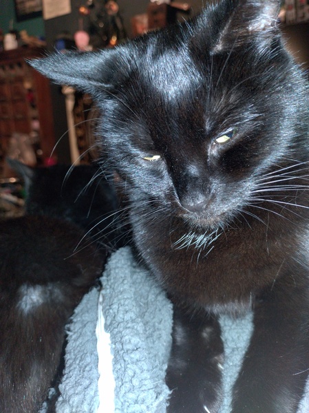 Ollie, Paws, friends and family