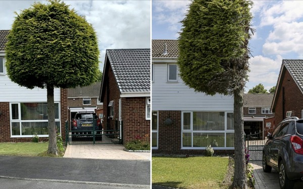 Where to plant new trees